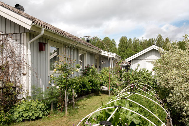 Trädgård