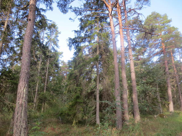 Skog
