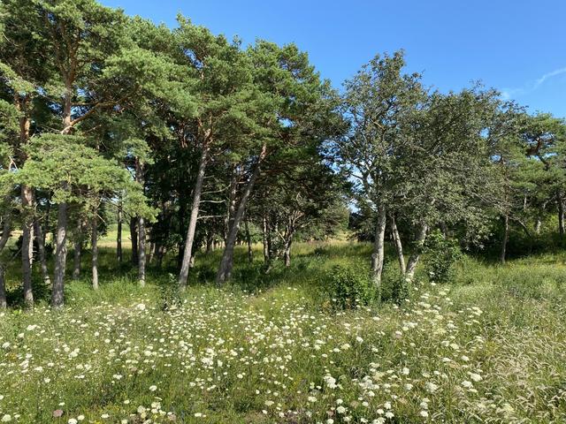 Tomten med ostört och naturskönt läge, säljarens bild