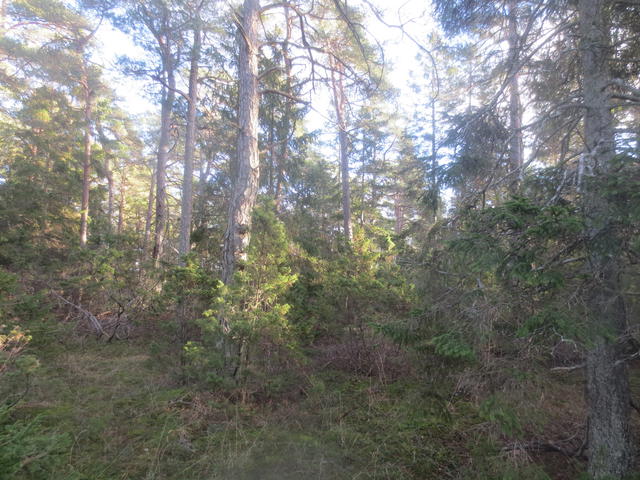 Skog