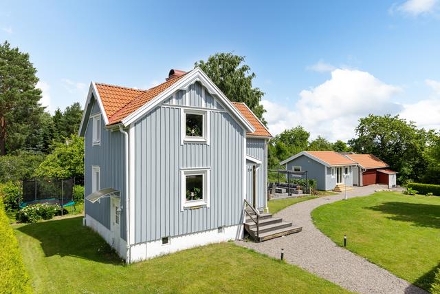Groventré på baksidan av huset