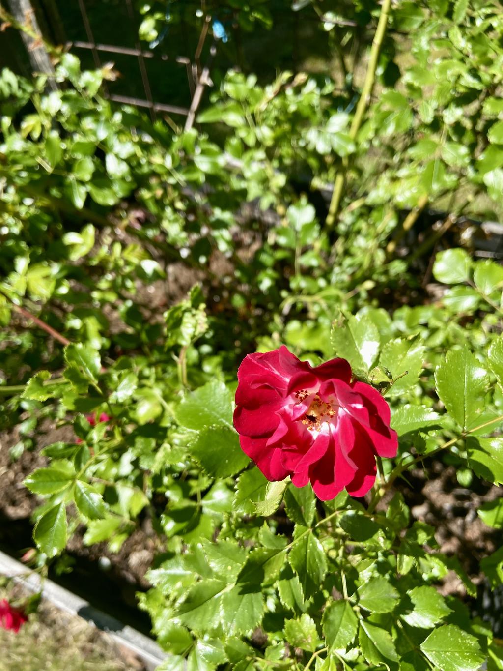 Trädgårdsbild, Rosa Pendulina