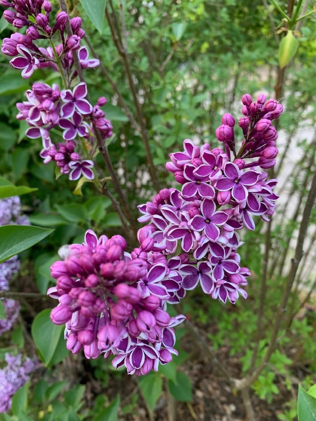 Persica-syrén, ur ägarens fotoalbum