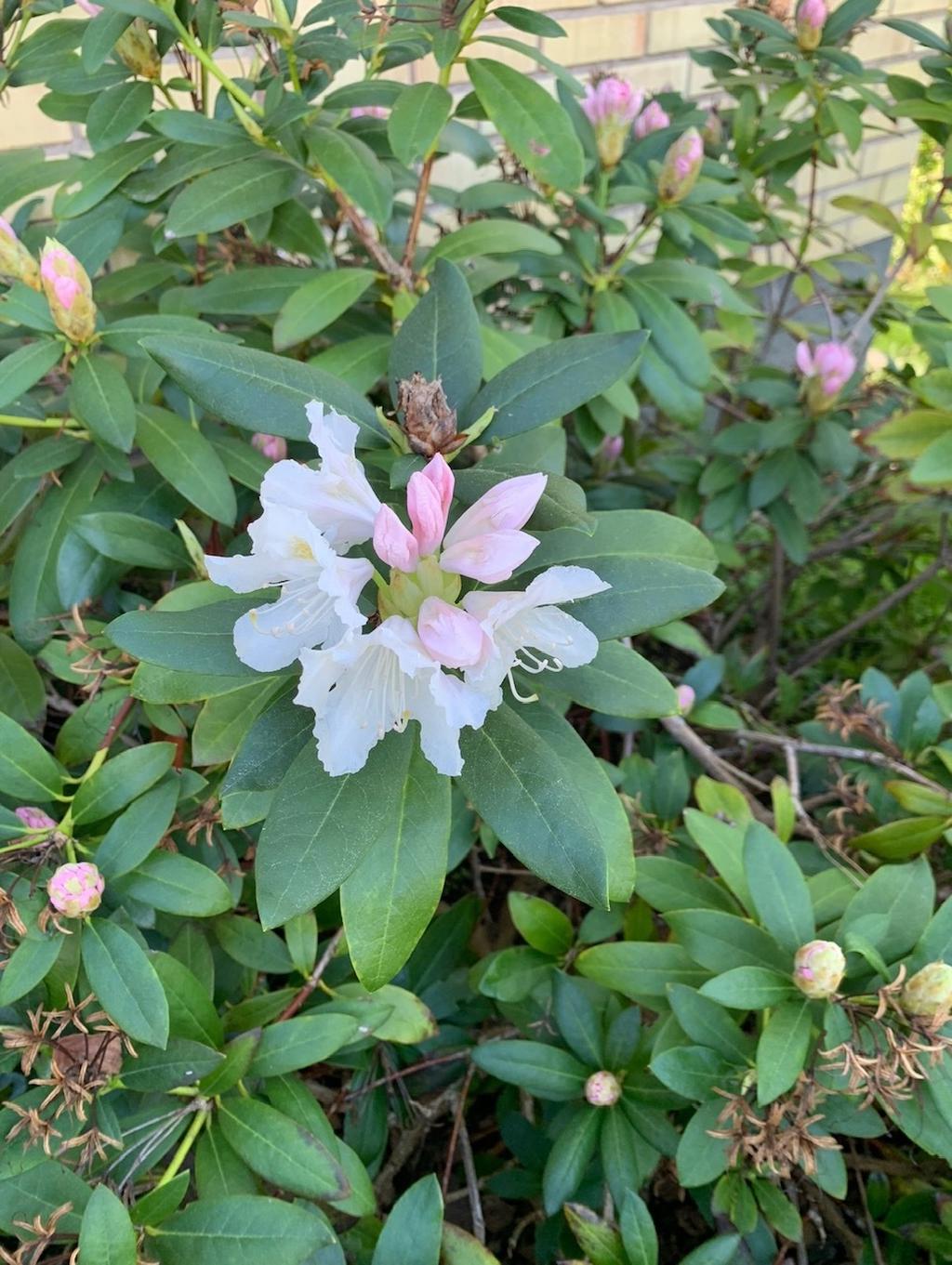 Rhododendron, ur ägarens fotoalbum