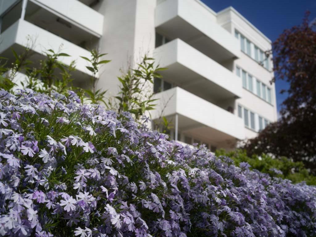 Pyrolavägen i blomning 