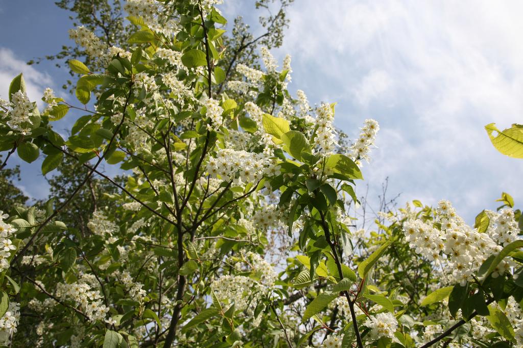 Körsbärsträdet intill balkongen i full blomning