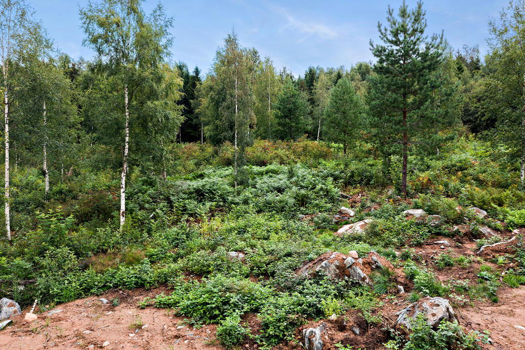 Tomterna vid skogsbrynet (Leksand Hälla 3:9 och 3:10).