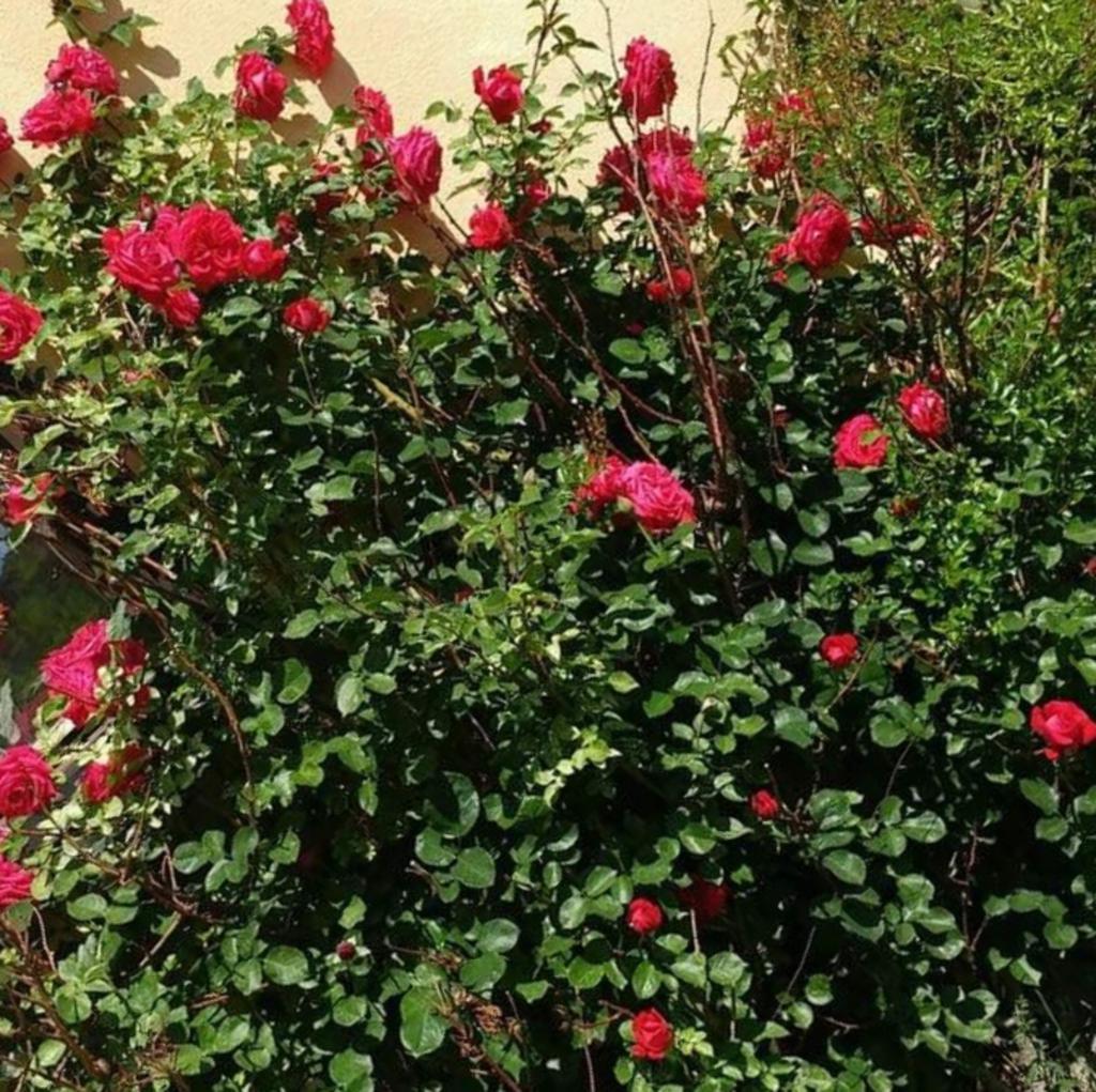 Rosbuske RPB