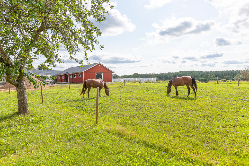 Stall och hagar
