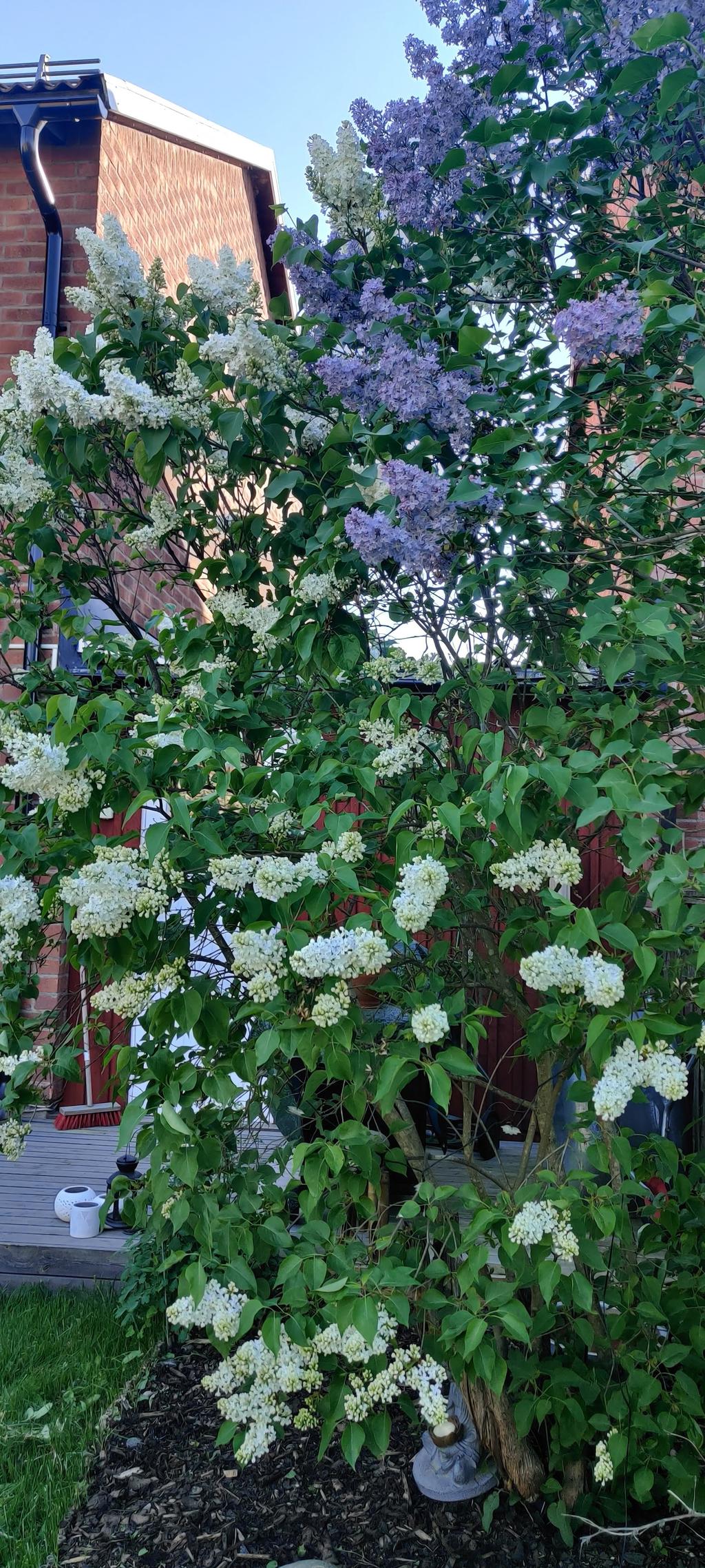Säljarens sommarbild