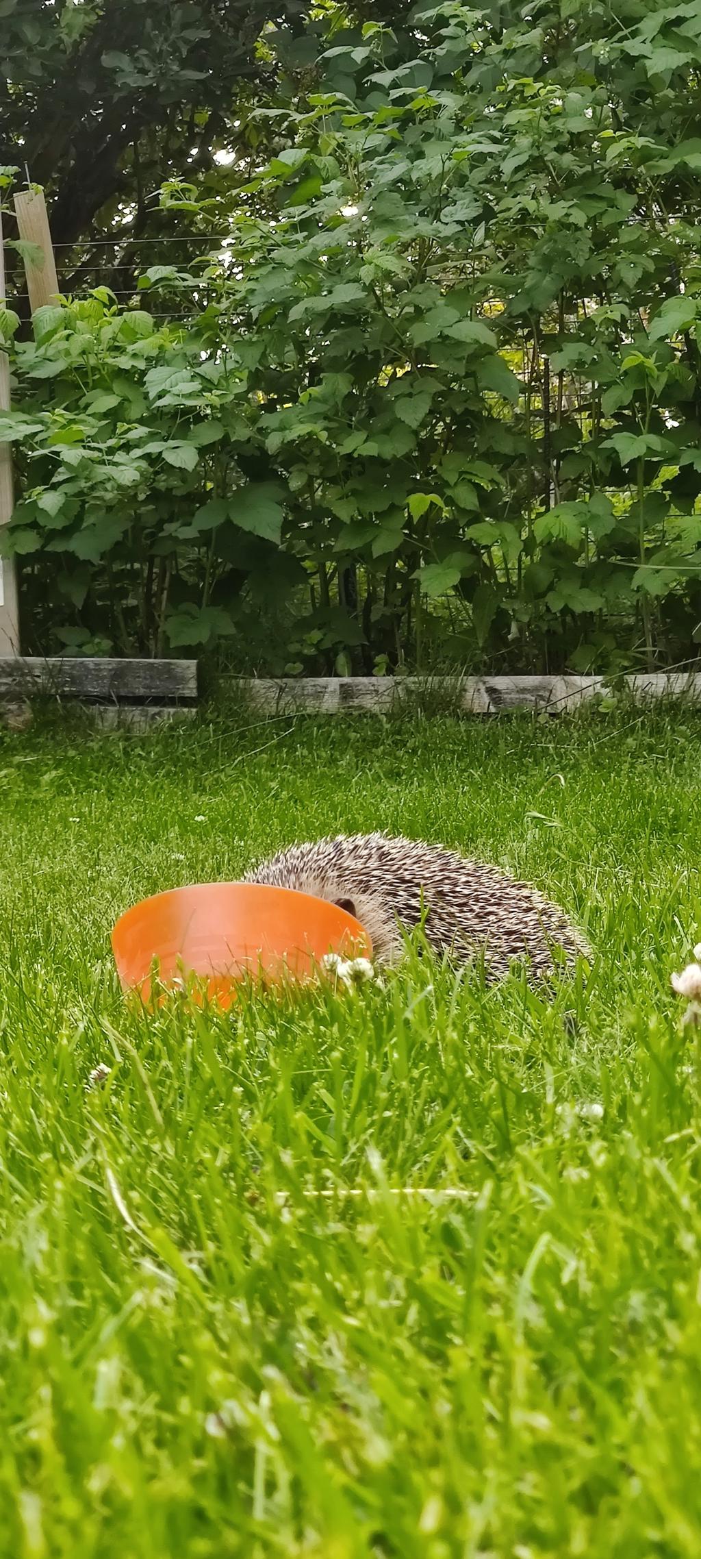 Säljarens sommarbild