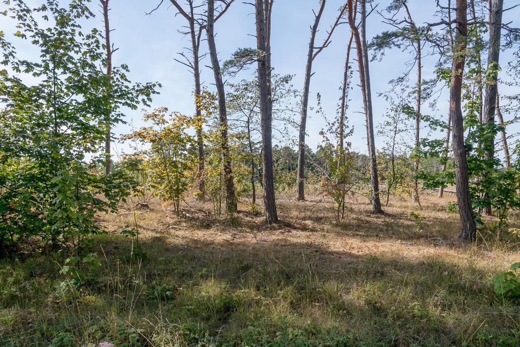 Stora trevliga tomter