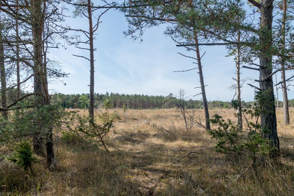 Tomter avstyckade med träd sparade mot vägen