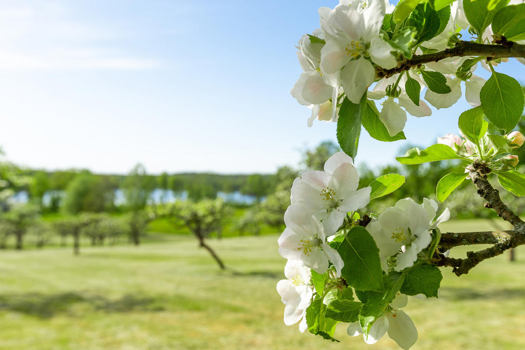 Äppelträdgården