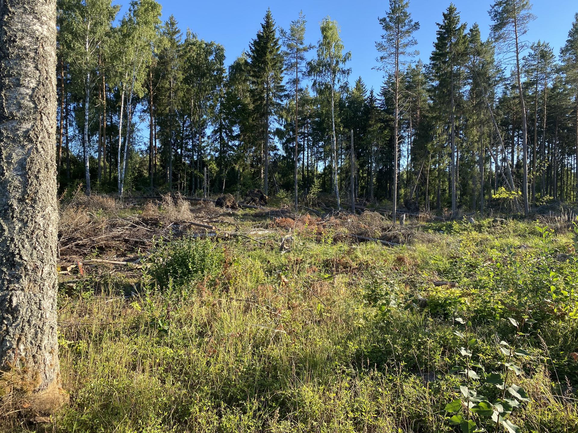Tierp, Skärplinge, SKÄRPLINGE 2:128