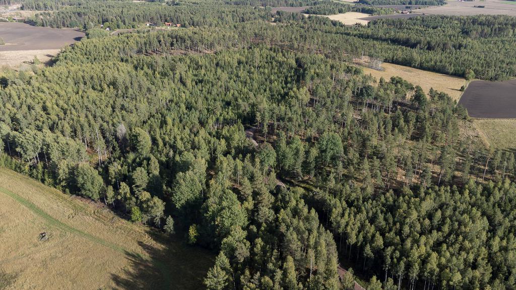 Tomten ungefär i mitten av bilden