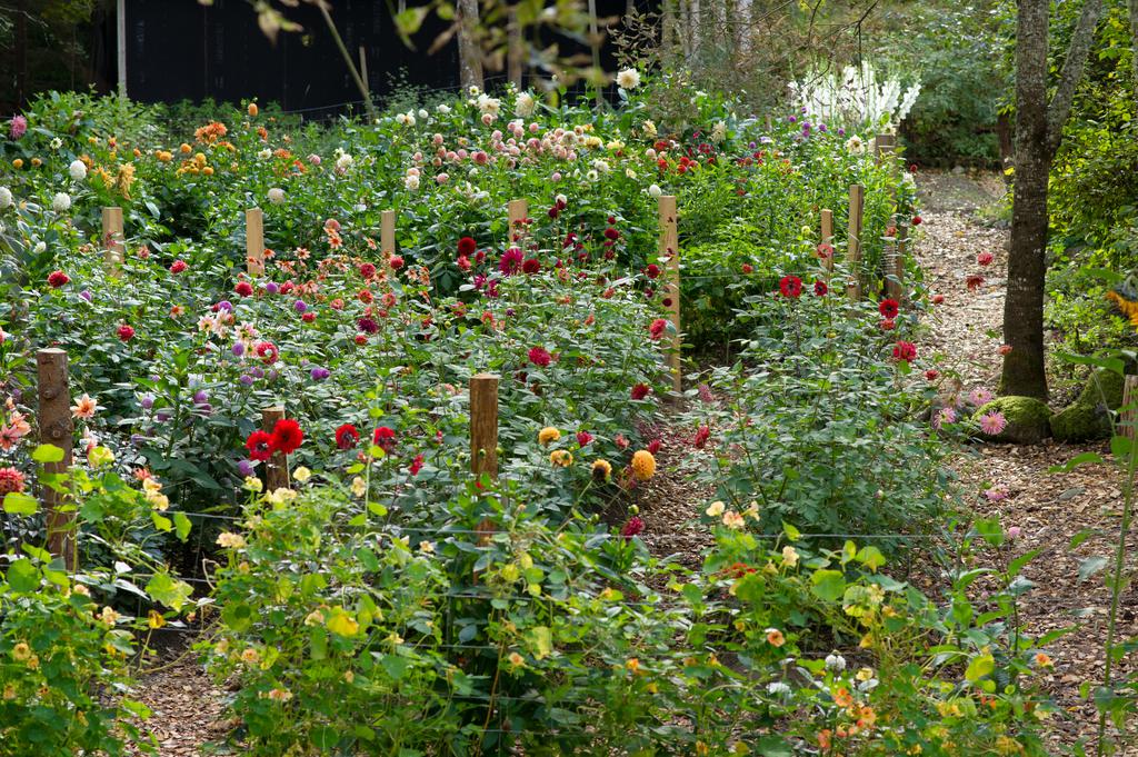 Magisk blomsterträdgård