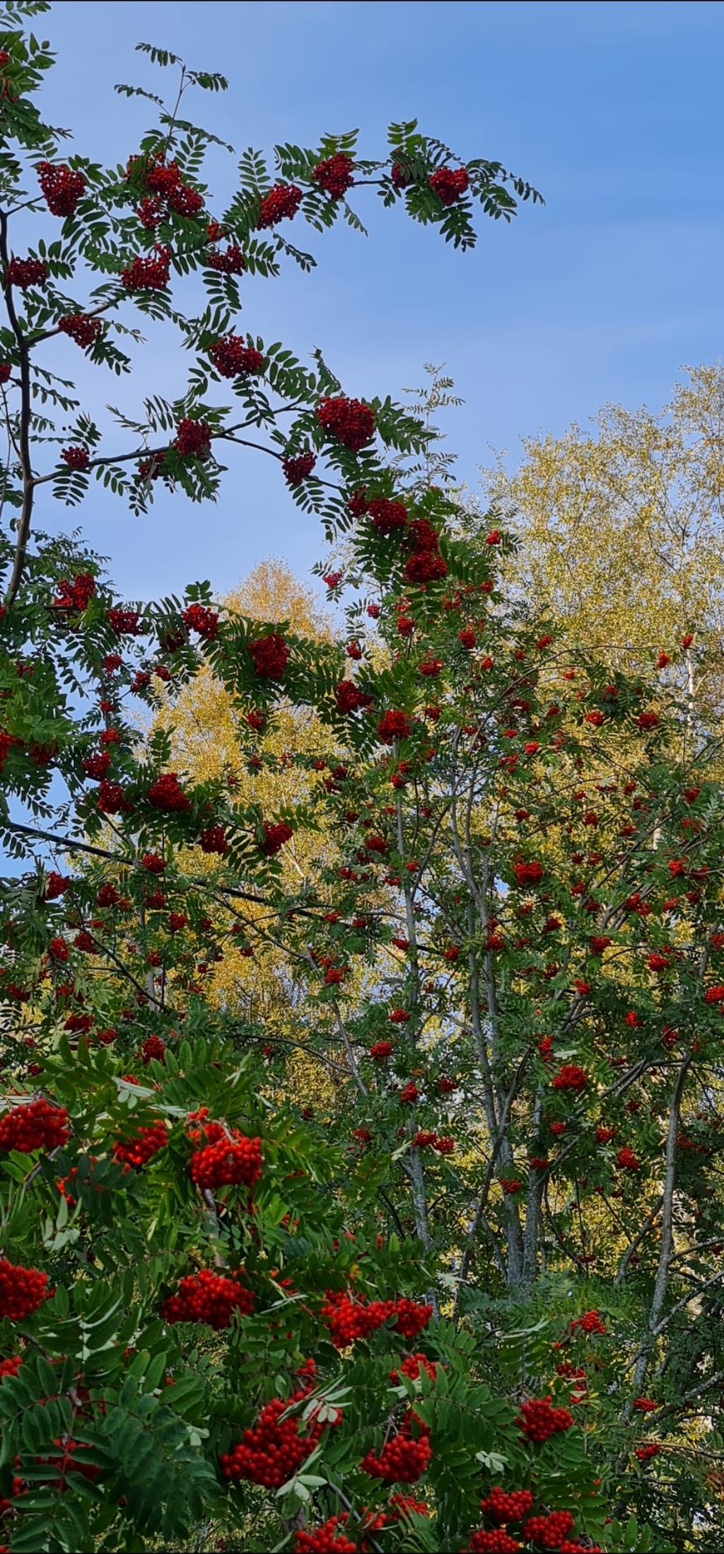 Säljarens egna sommarbilder