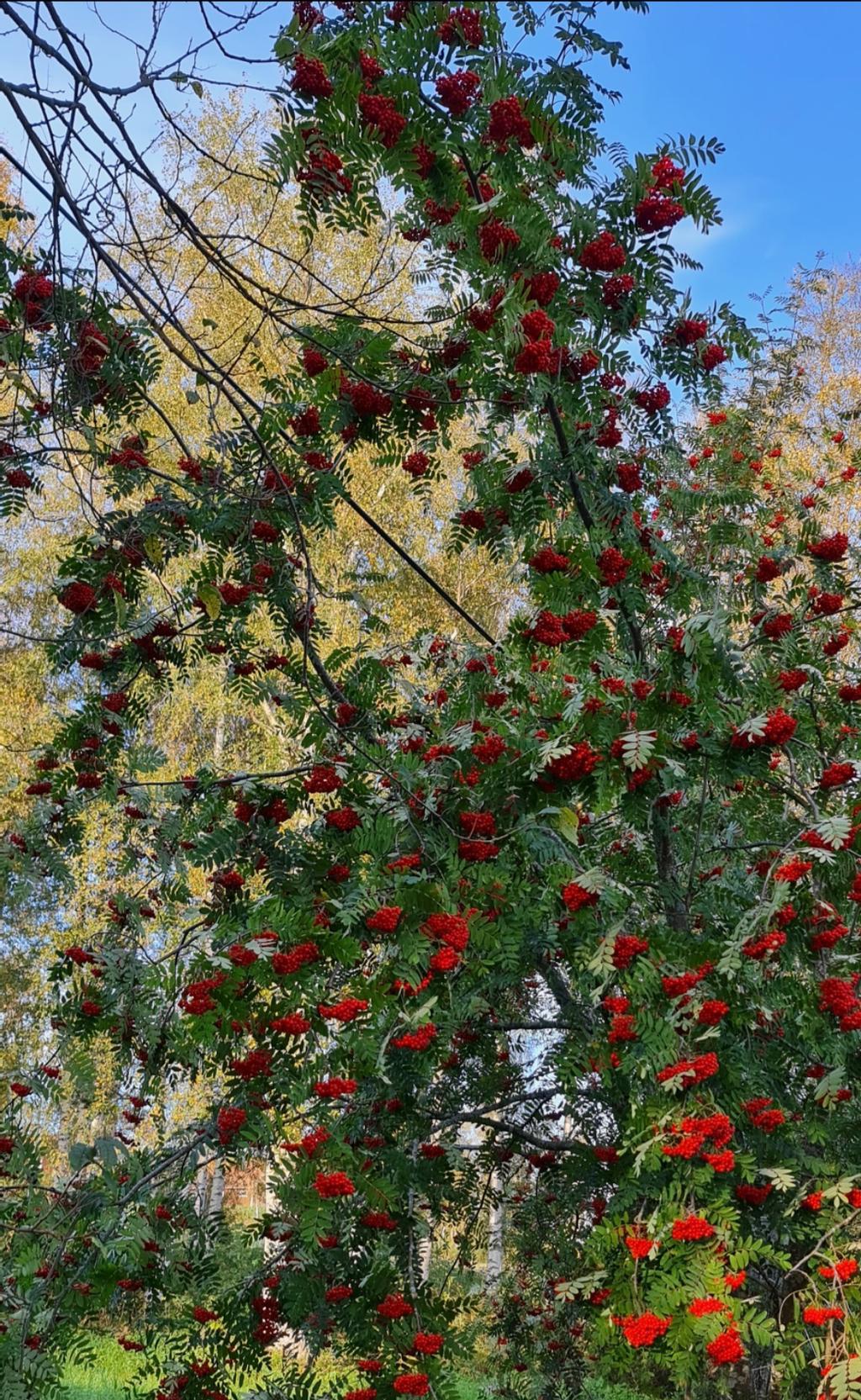 Säljarens egna sommarbilder