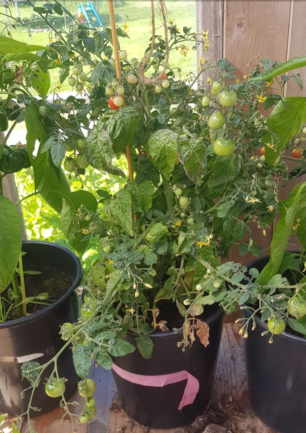Säljarens egna sommarbilder