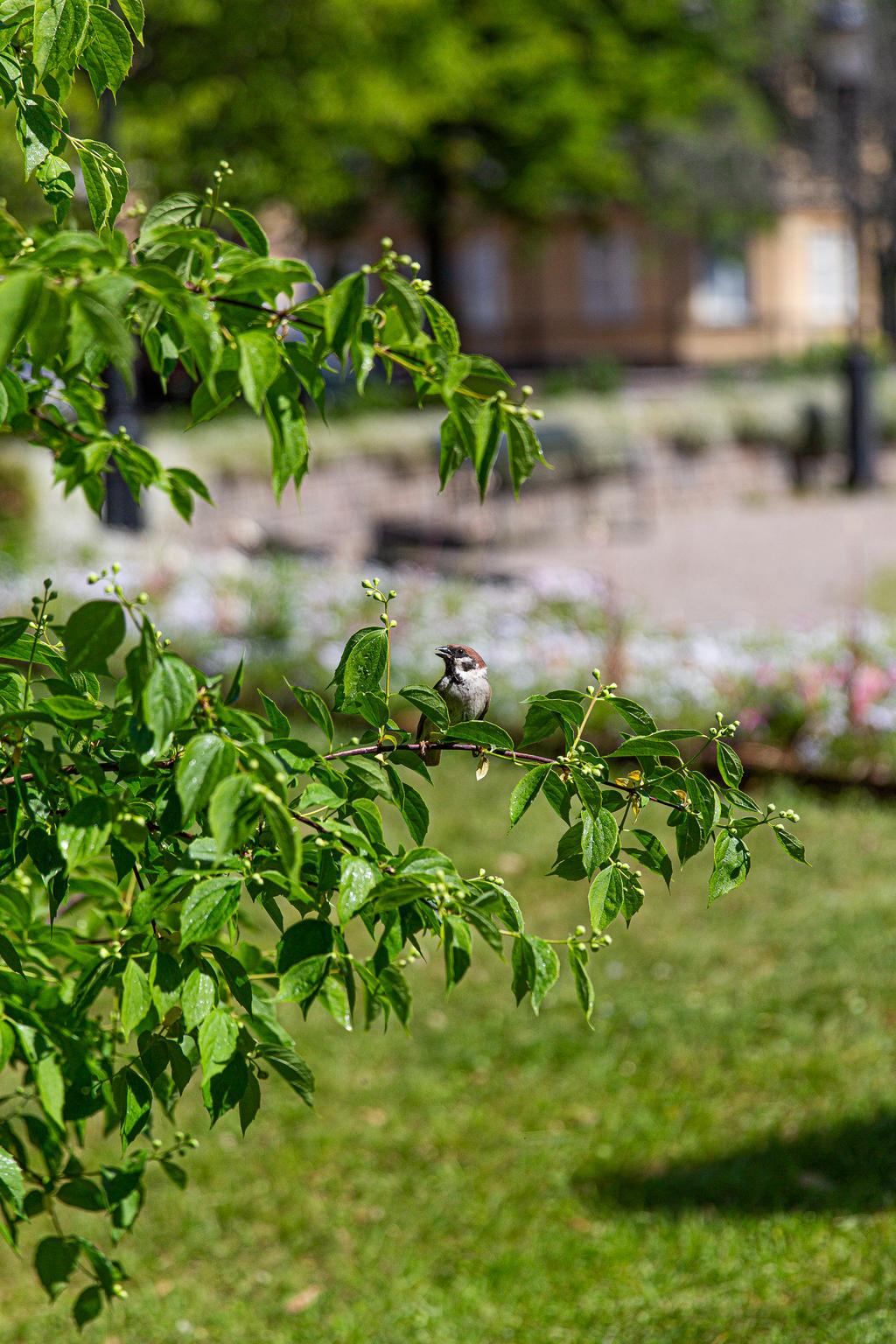 Malmtorget