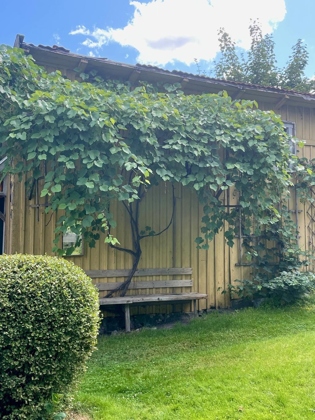 Vindruvor