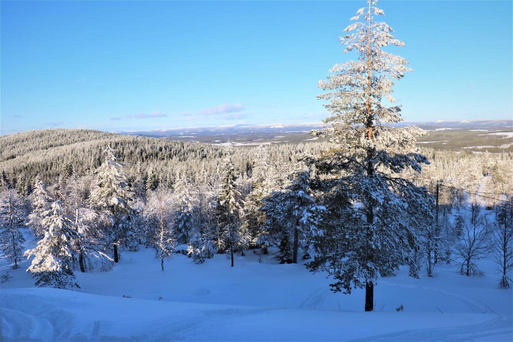 Naturbild - Vinter