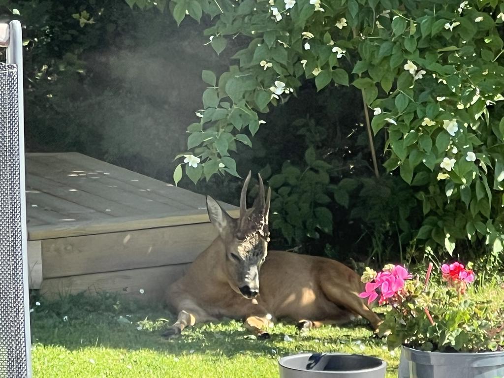 Sommarbilder, hus ägarens fotoalbum