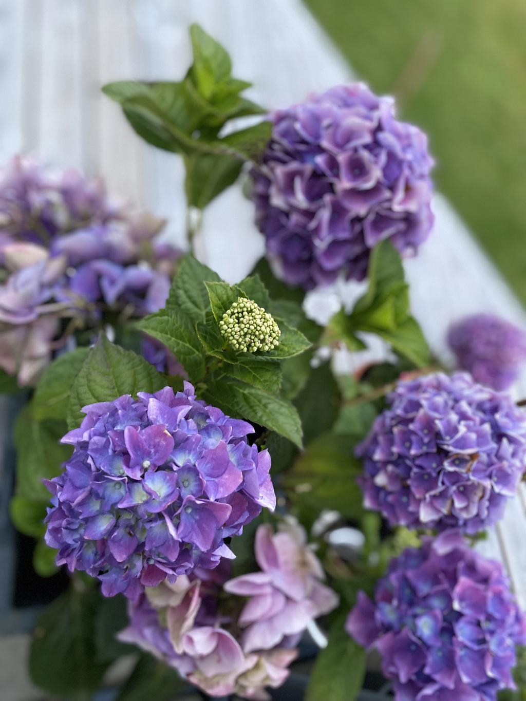 Sommarbilder, hus ägarens fotoalbum