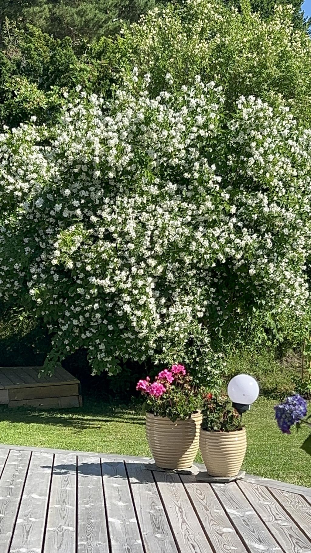 Sommarbilder, hus ägarens fotoalbum