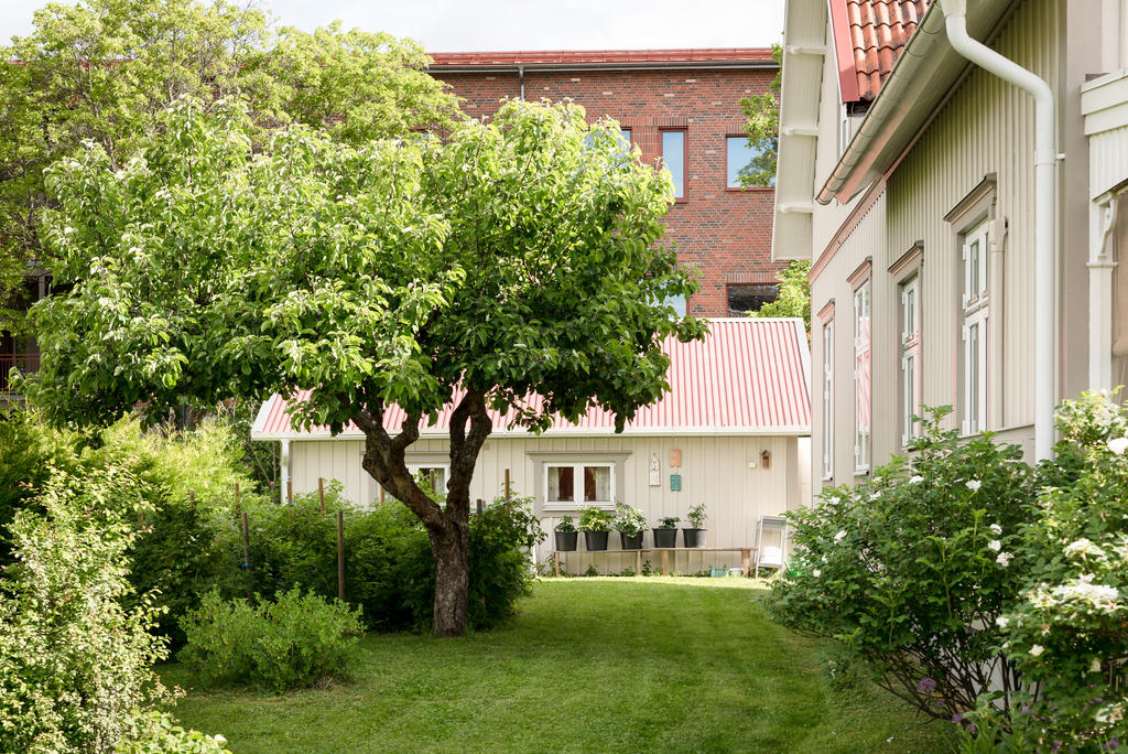 Trädgård.