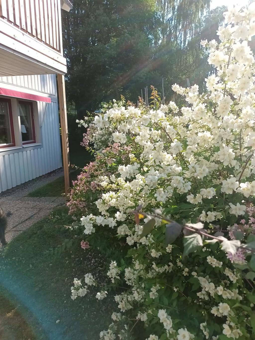 Säljarens egna bild: Blommande trädgård