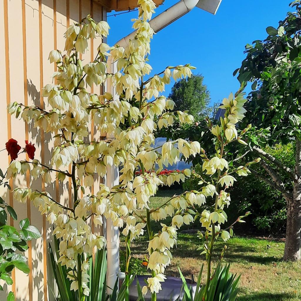 Säljarens egna bilder