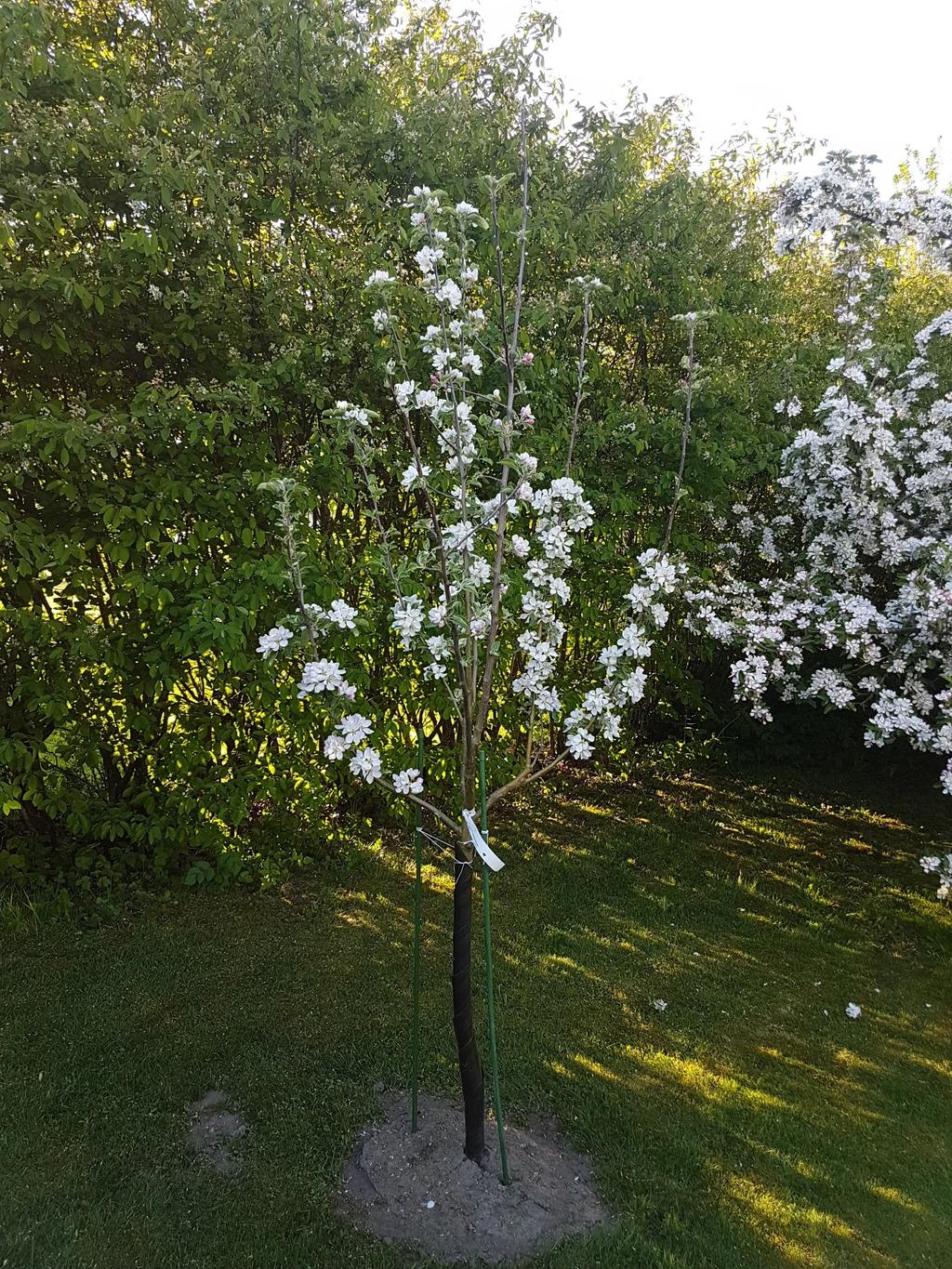 Säljarnas egna bild