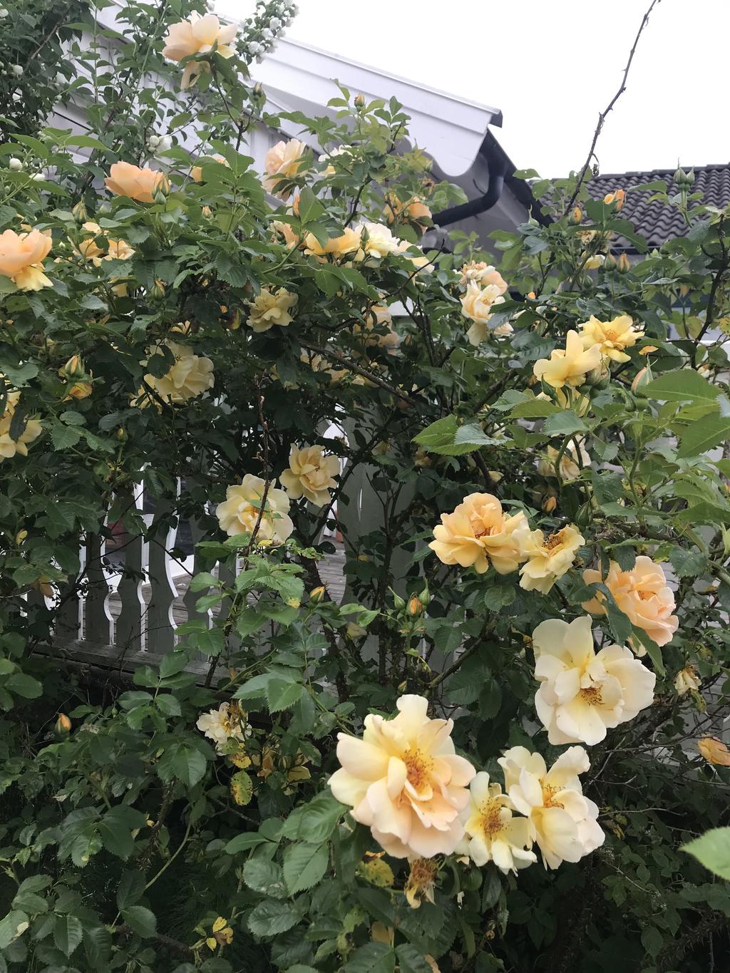 Säljarnas egna bild