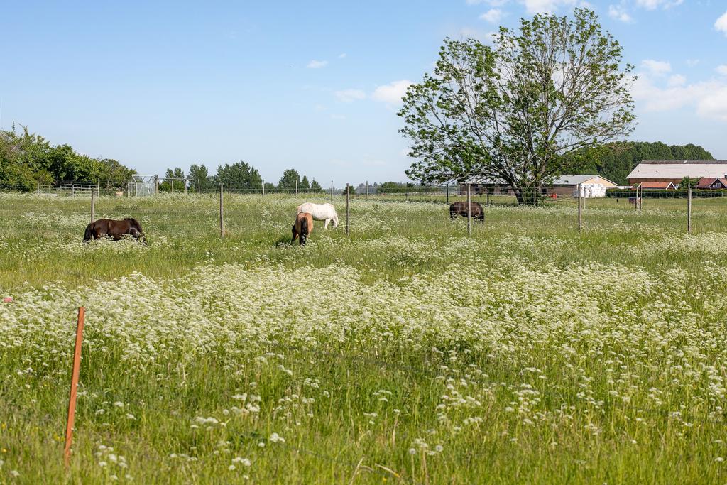 Rofyllt betar hästar i närheten på sommaren