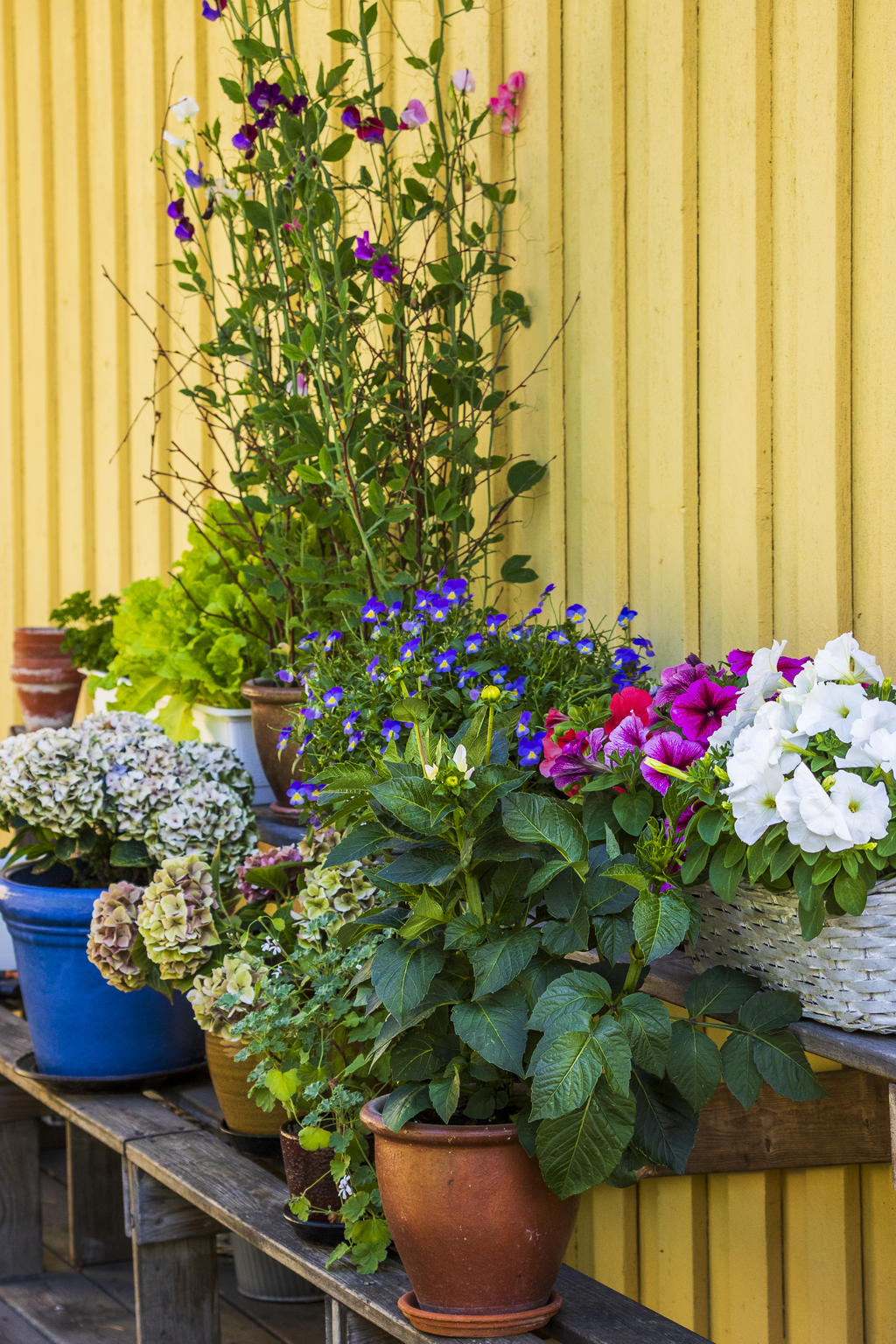 Detaljbild utomhus