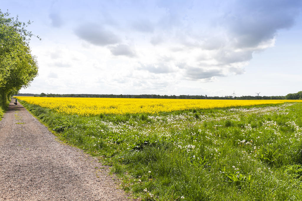 Ströva intill äng mot hav!