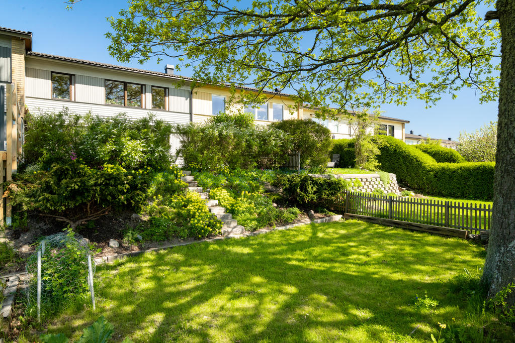 Trädgård med vackra planteringar, buskar och det fantastiskt vackra trädet.