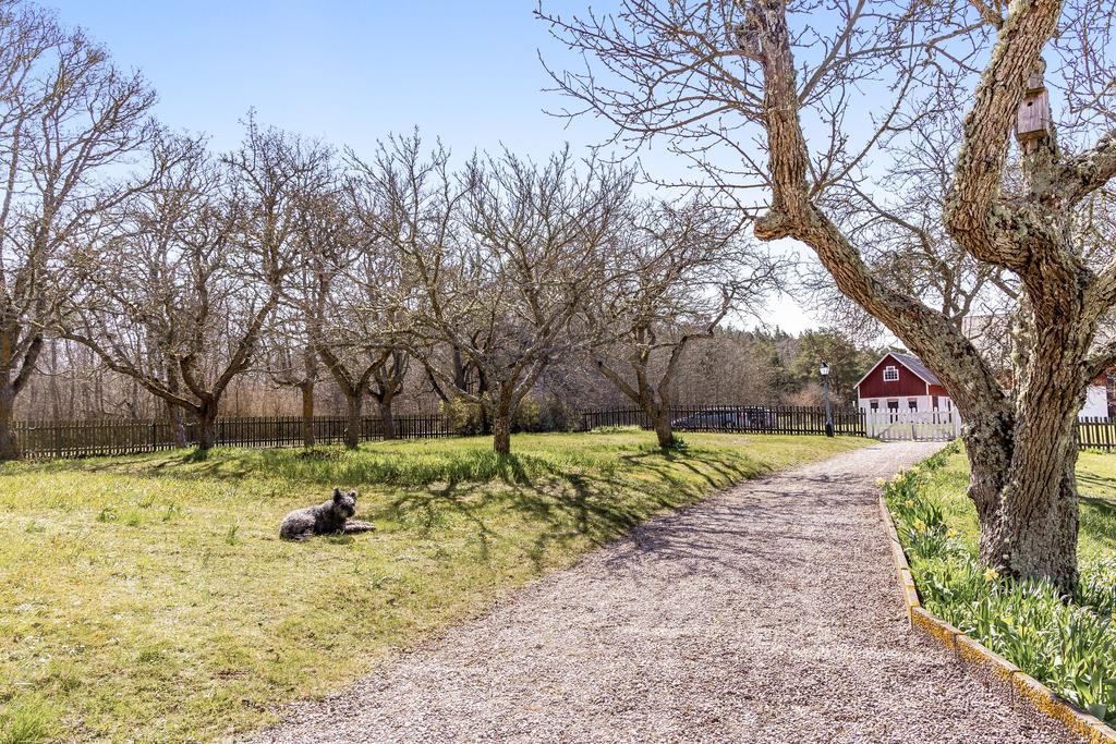 Trädgård mot gårdsplan