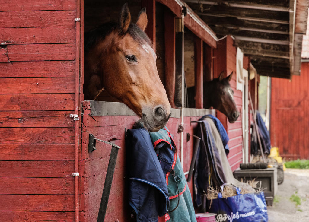 Stall och ridhus i närheten