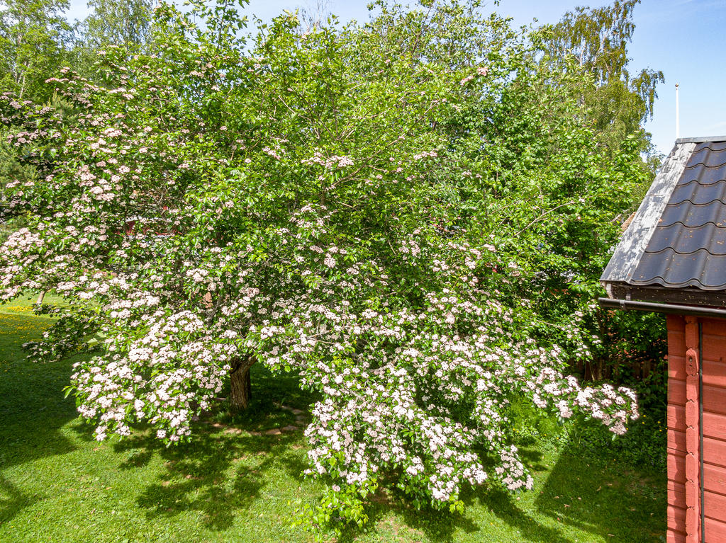 Den vackra Hagtornen i full blomning.