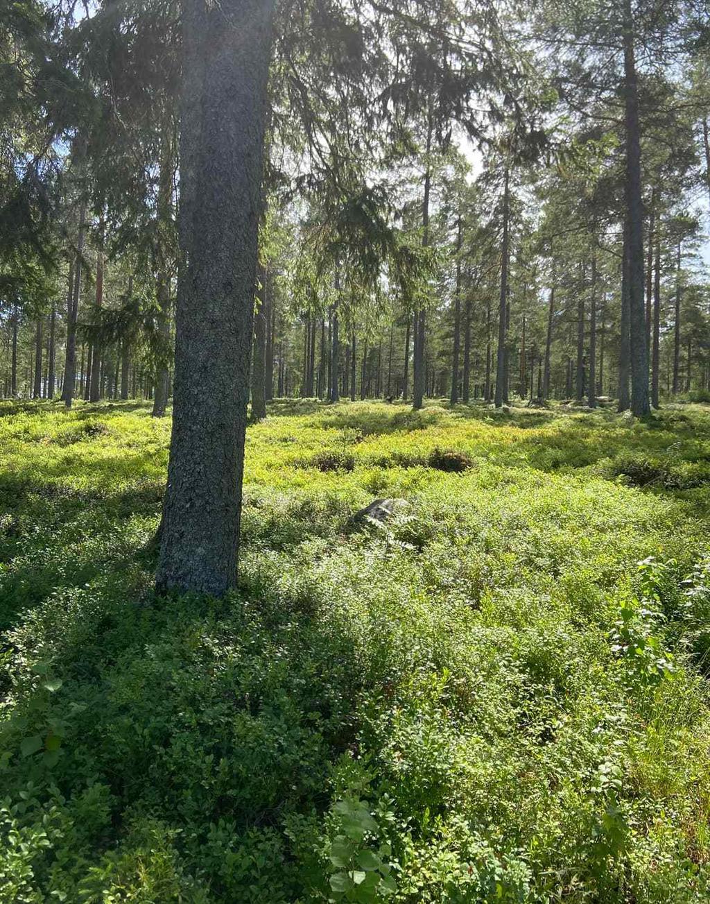 Säljarens bild