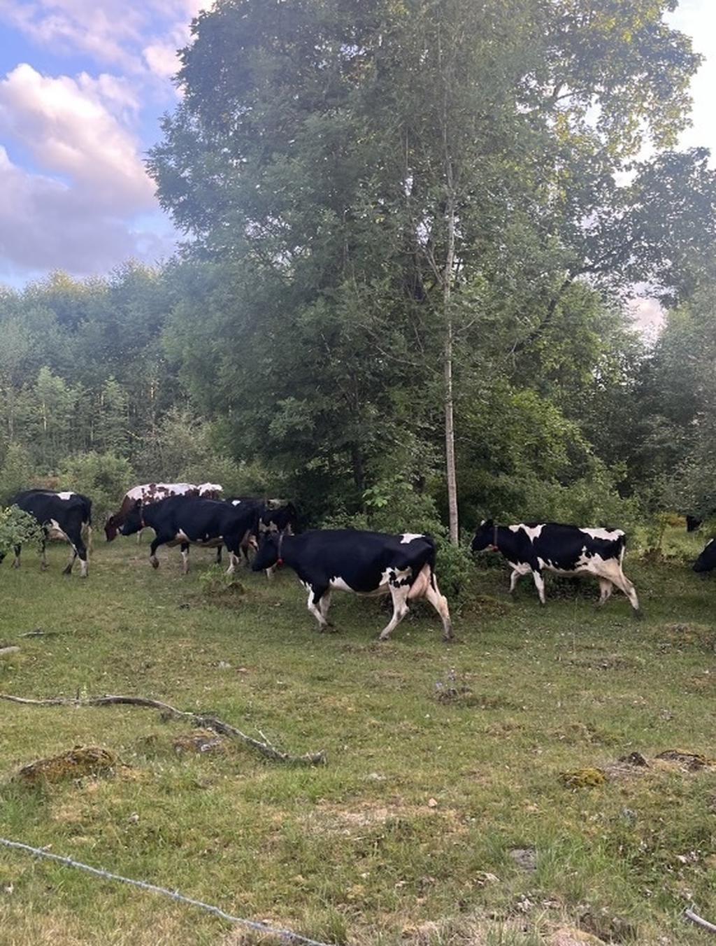 Omgivning, säljarens privata bild.