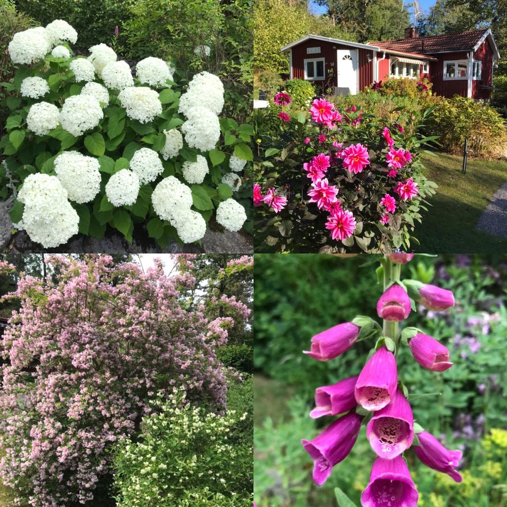 Otroligt många fina buskar och blommor växer i trädgården