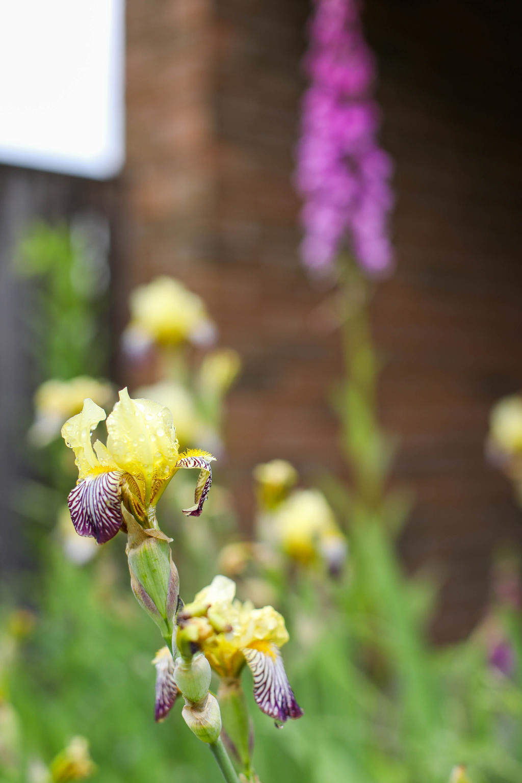 Sommarfint i trädgården.