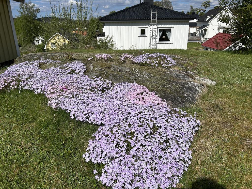 Trädgårdsbild