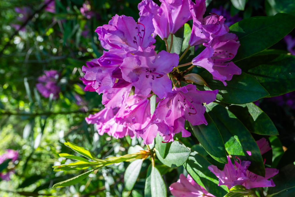 Så mycket perenner i denna en gång vackra trädgård