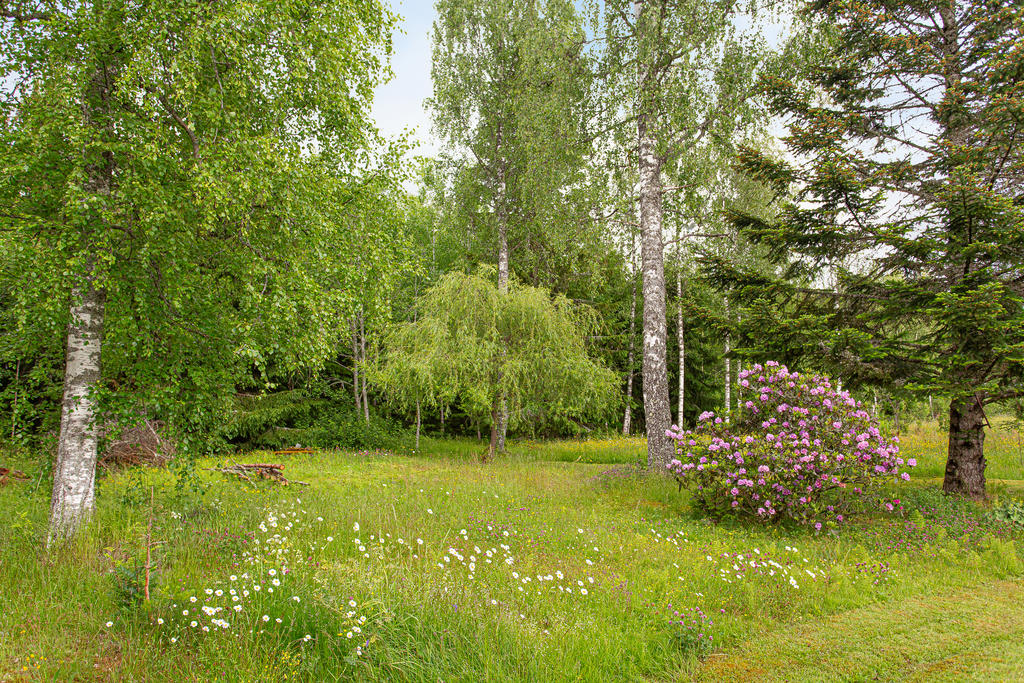 Uppvuxen trädgård