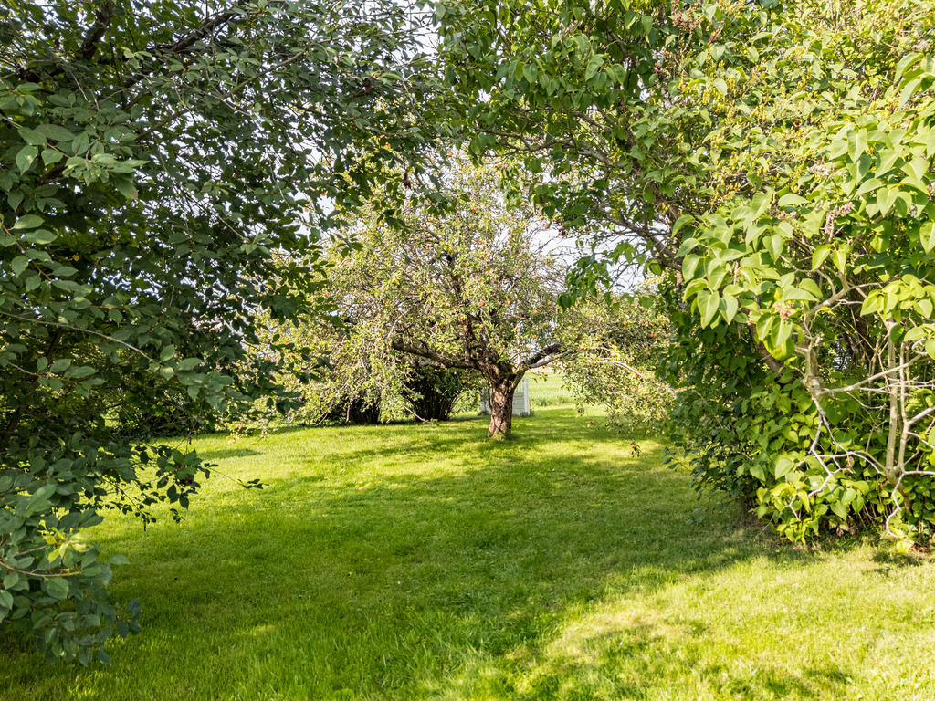 Trädgård med fruktträd